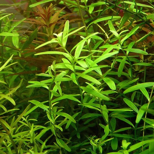 Rotala sp. Ceylon