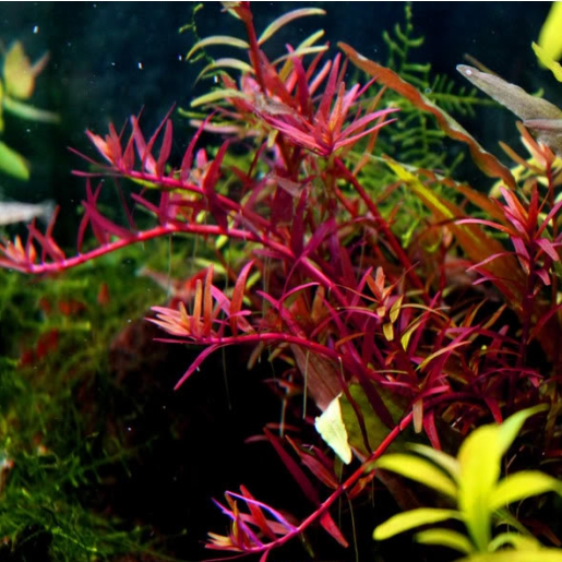 Rotala sp. Colorata