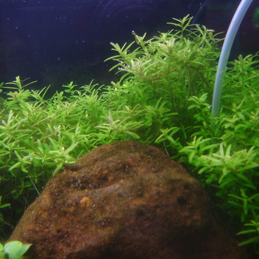 Rotala sp. Francisco