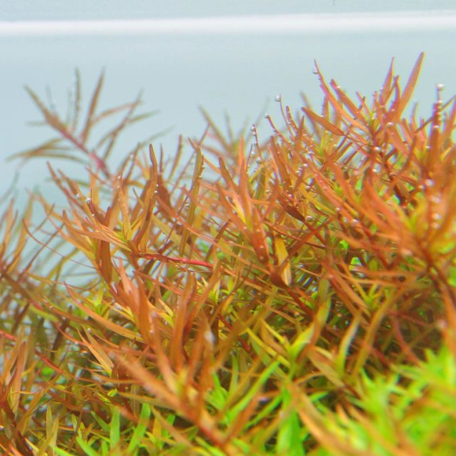 Rotala sp. 'Gia Lai' (H'ra)