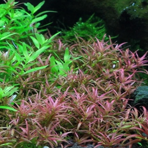 Rotala sp Goiás