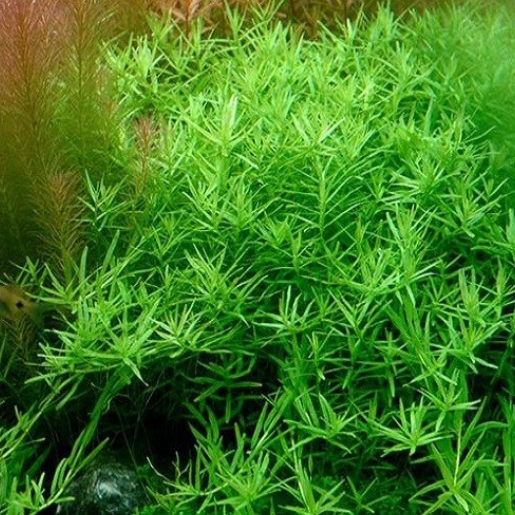 Rotala sp. Green