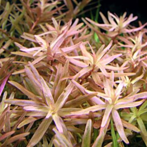 Rotala sp. Pink