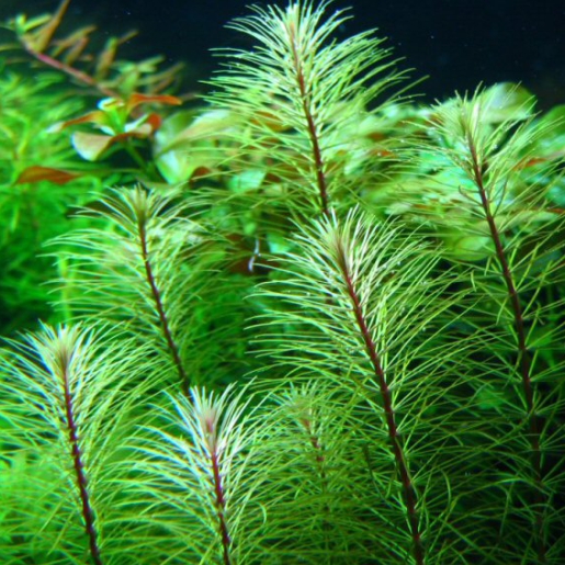 Rotala sp. Vietnam