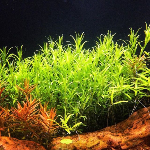 Rotala sp. wayanad