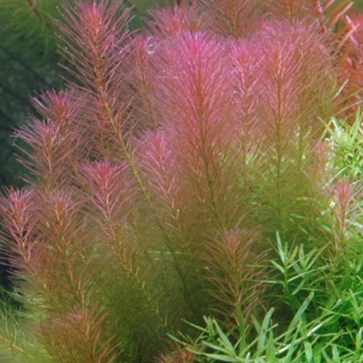 Rotala wallichii