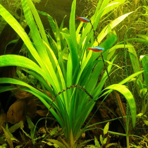Sagittaria platyphyta (graminea)