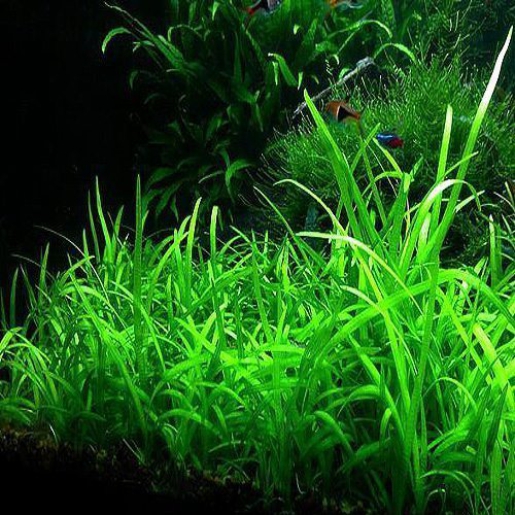 Sagittaria subulata pussila