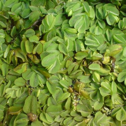 Salvinia auriculata