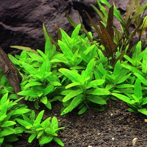 Staurogyne sp.