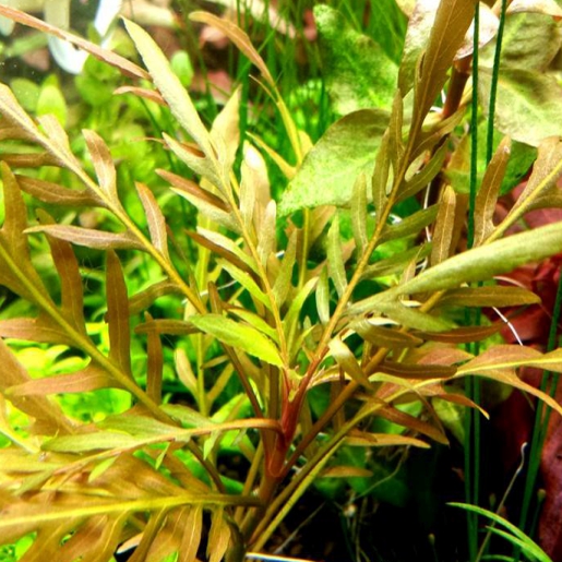 Staurogyne sp. Bihar
