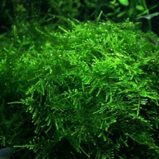 Taiwan Moss (Taxiphyllum alternans)