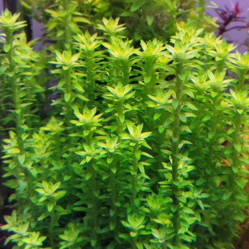 Tonina fluviatilis
