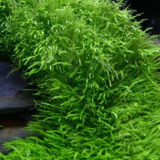 Utricularia graminifolia
