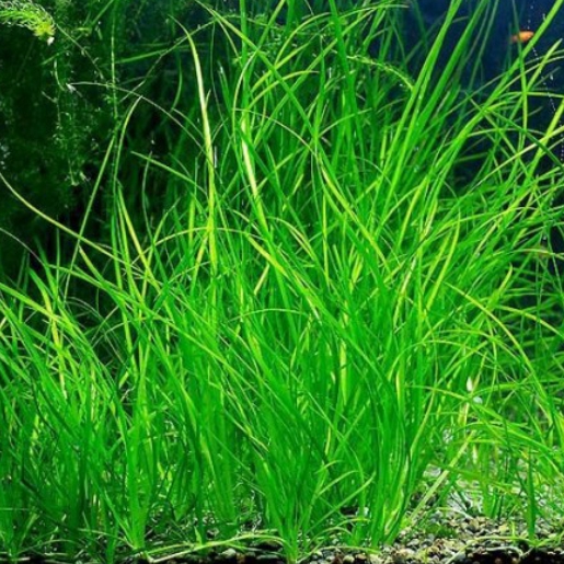 Vallisneria nana