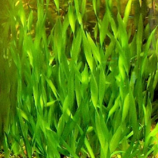 Vallisneria spiralis