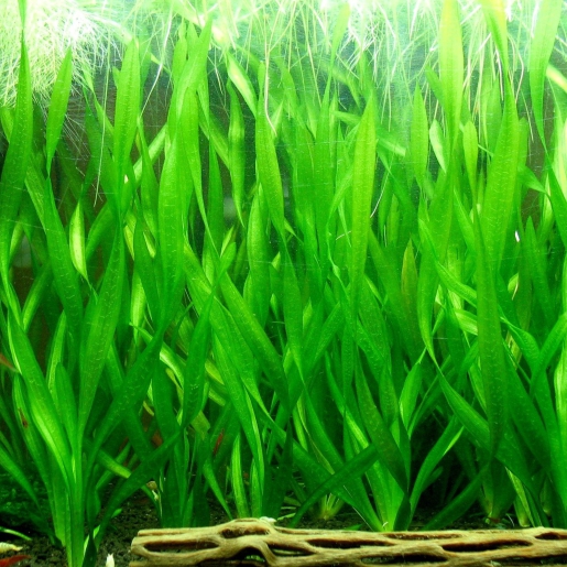 Vallisneria spiralis var. Tortifolia
