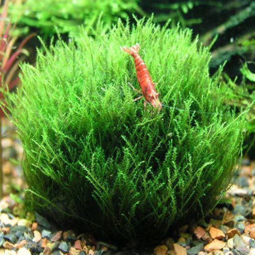Willow Moss (Fontinalis antipyretica)